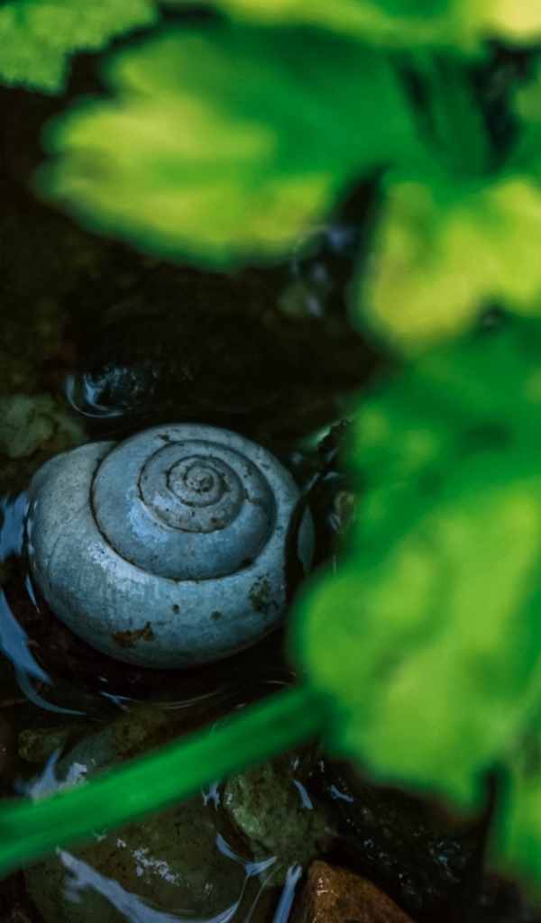 Ракушка садовой улитки на мокрой земле
