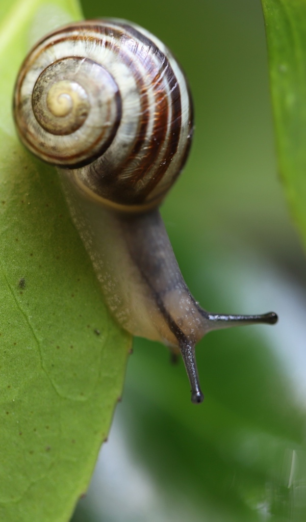 Виноградная улитка на зеленом листе