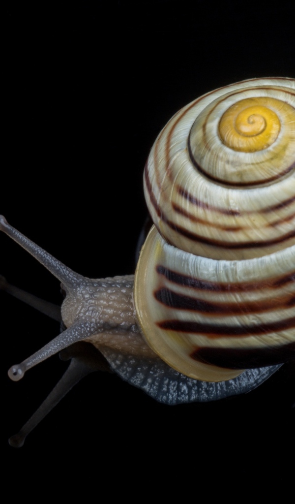 Большая улитка на черном фоне