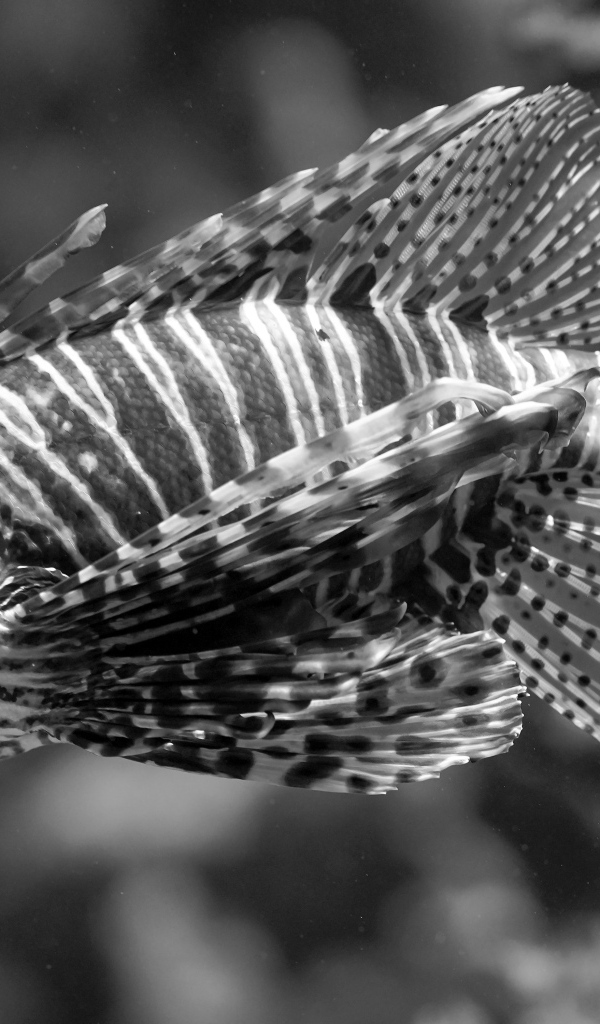 Красивая полосатая рыба  в аквариуме