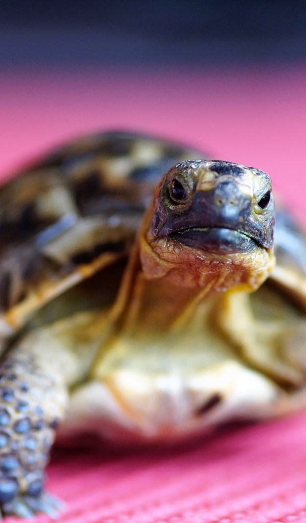 Большая черепаха на розовом фоне