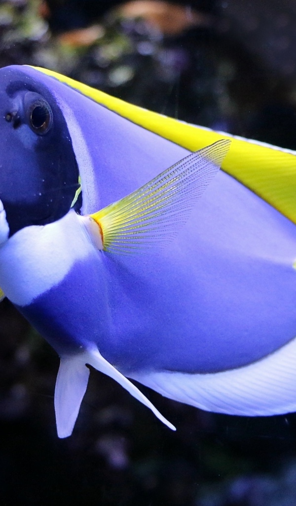 Синяя рыба доктор в аквариуме