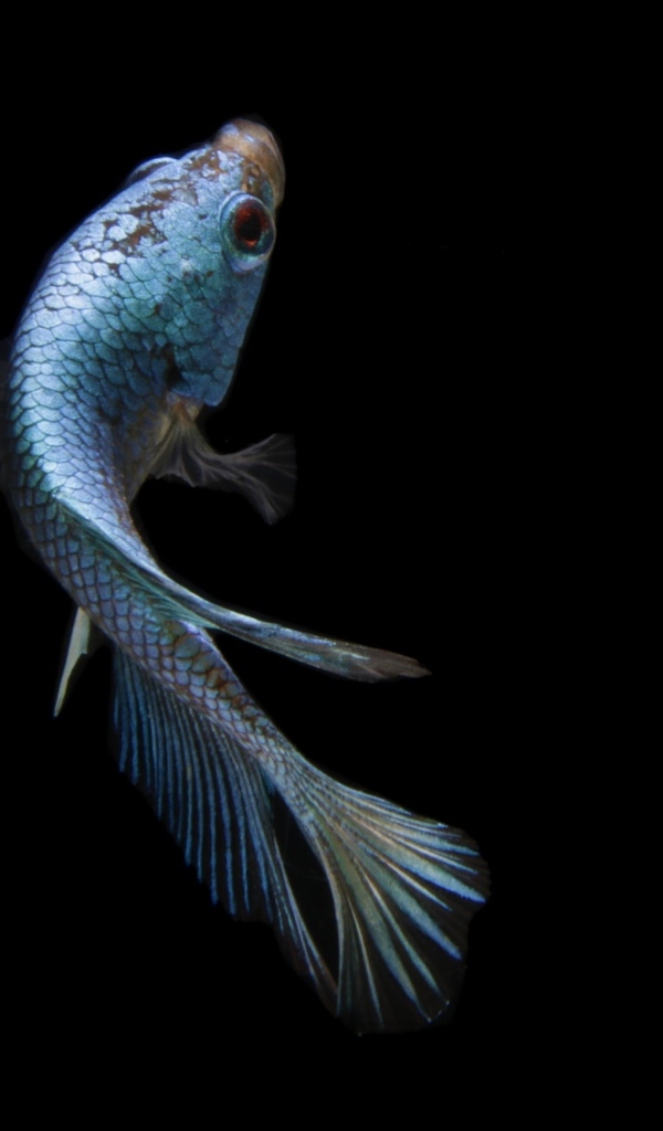 Голубая рыбка на черном фоне