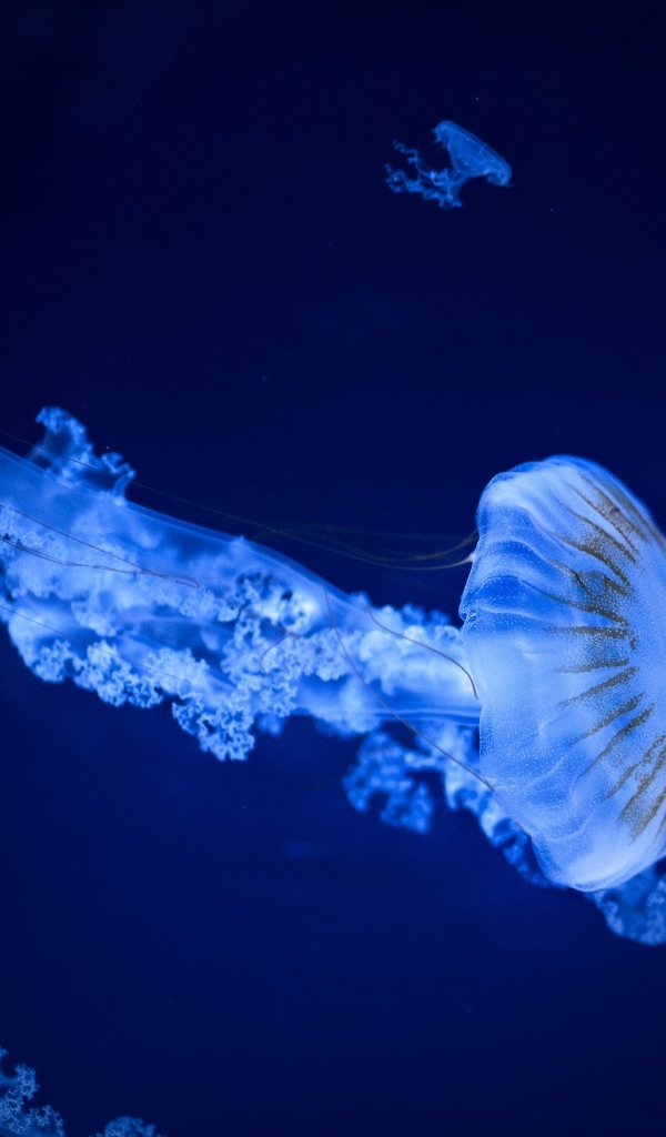 Голубая медуза под водой в море