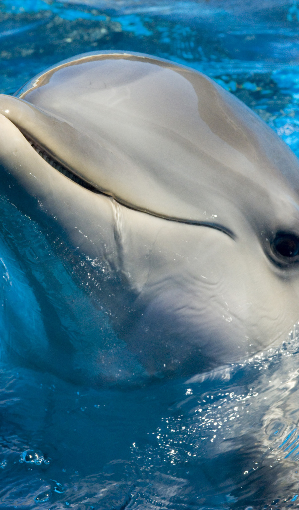 Дельфин в голубой воде бассейна