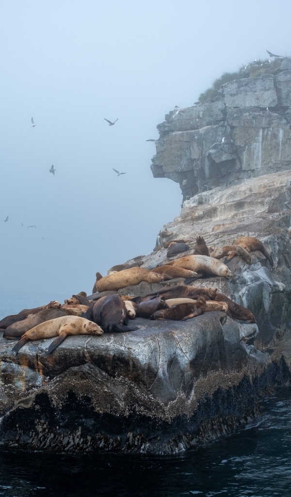 Морские котики отдыхают на камне в море