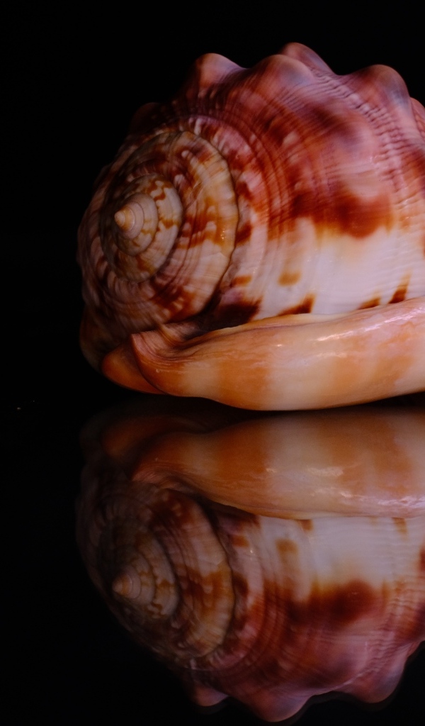 Большая ракушка на черном фоне