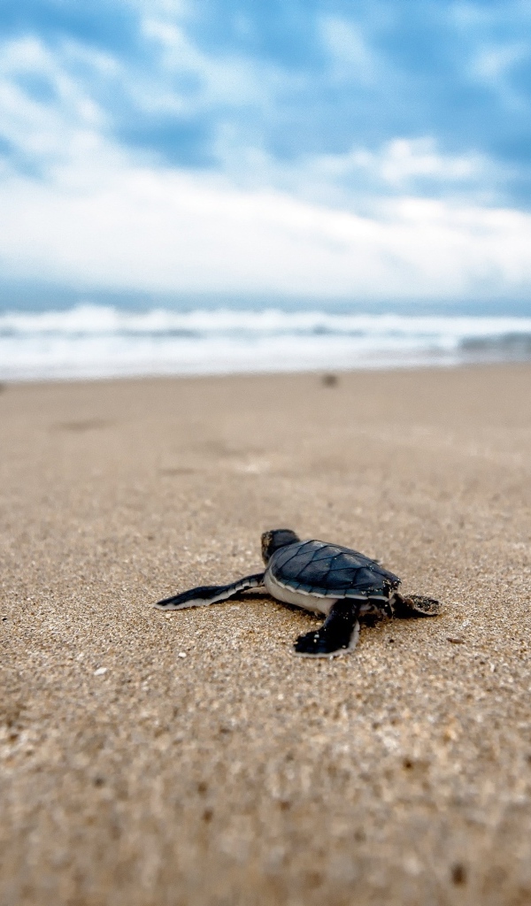 Маленький черепашонок на песке у моря 