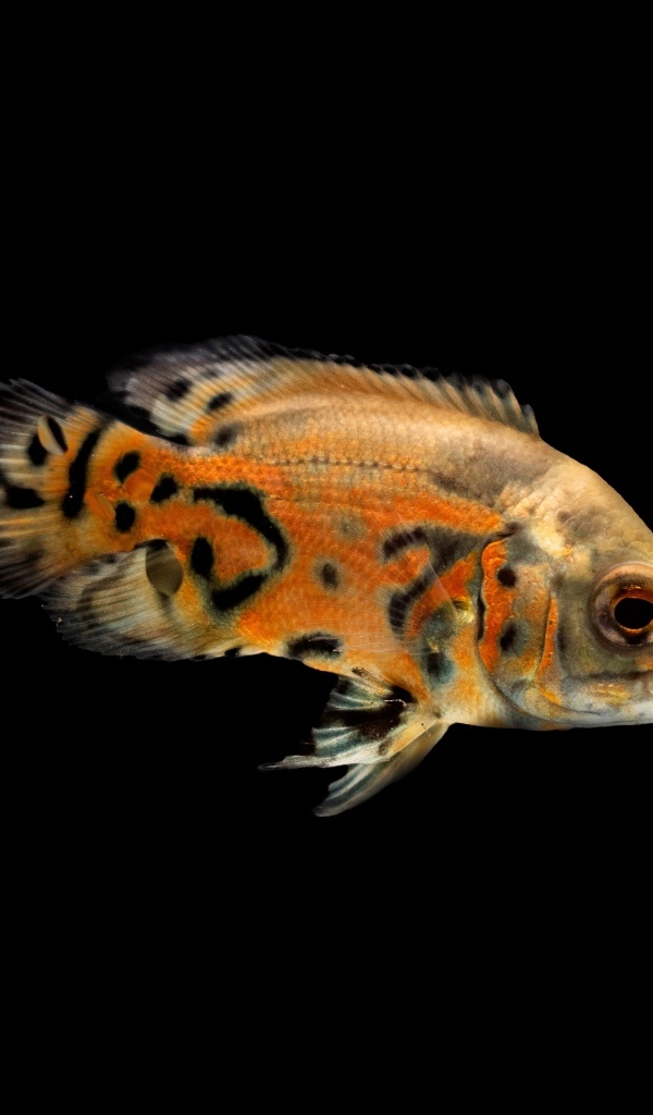 Оранжевая рыбка на черном фоне