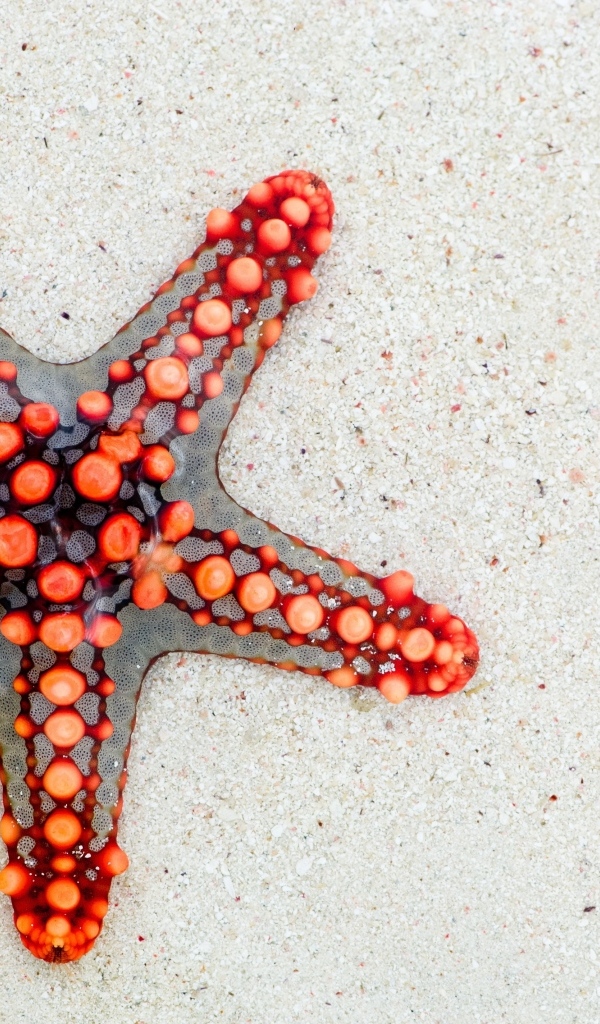 Красная морская звезда на песке 