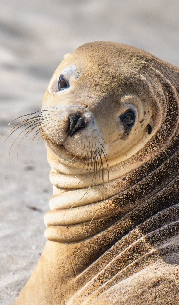 Морской лев лежит на песке
