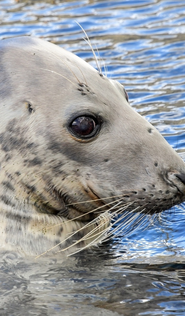 Тюлень сидит в воде