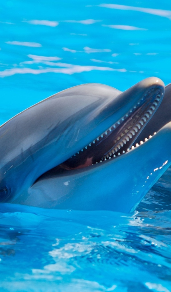 Два дельфина плавают в бассейне