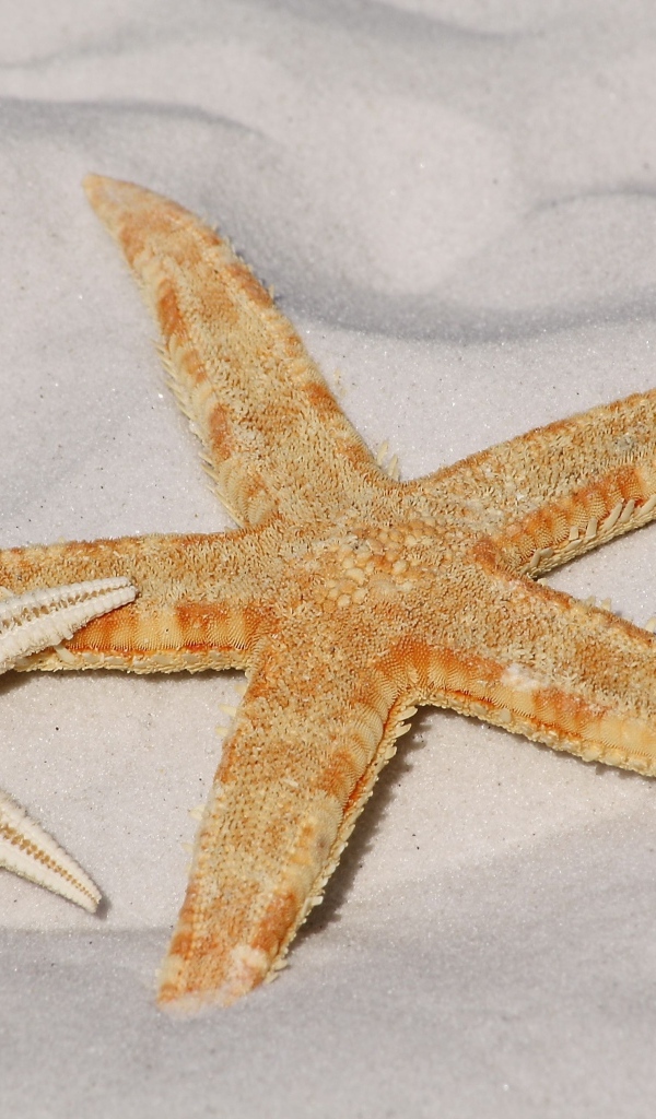 Две морские звезды на белом песке 