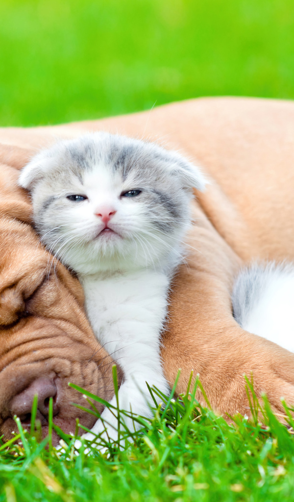 Котенок и щенок спят на зеленой траве