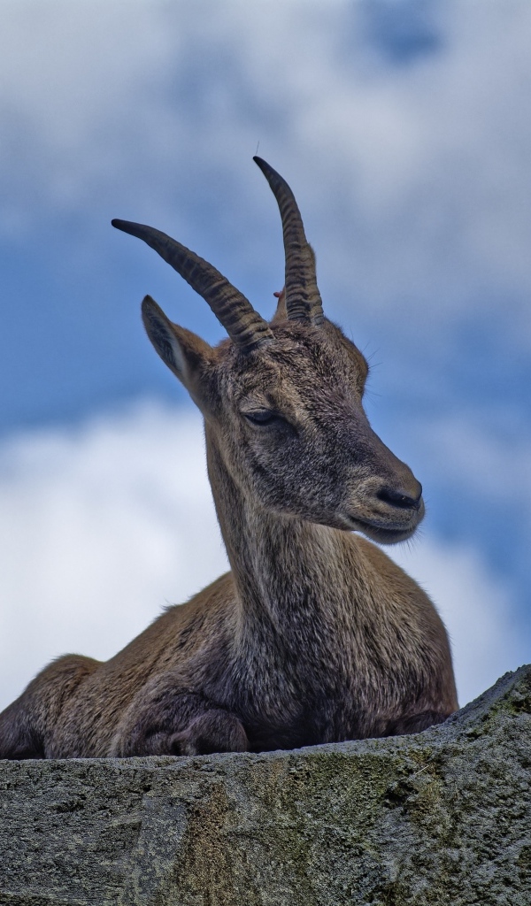 Газель с острыми рогами отдыхает на камне