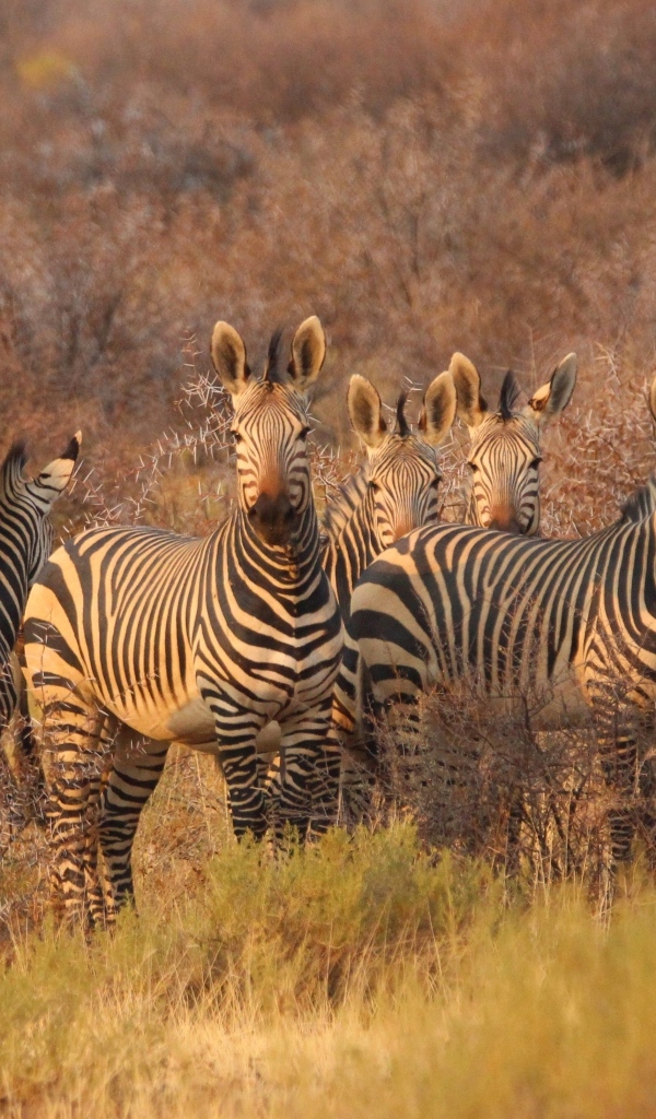 Стадо полосатых зебр стоит на траве в саванне