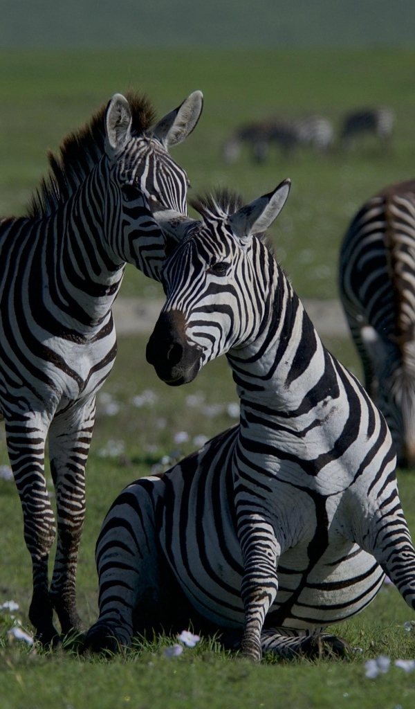 Стадо зебр пасется на зеленой траве