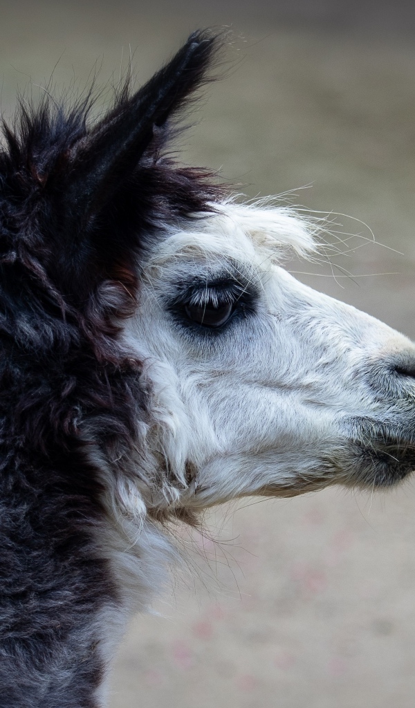Голова альпаки боком