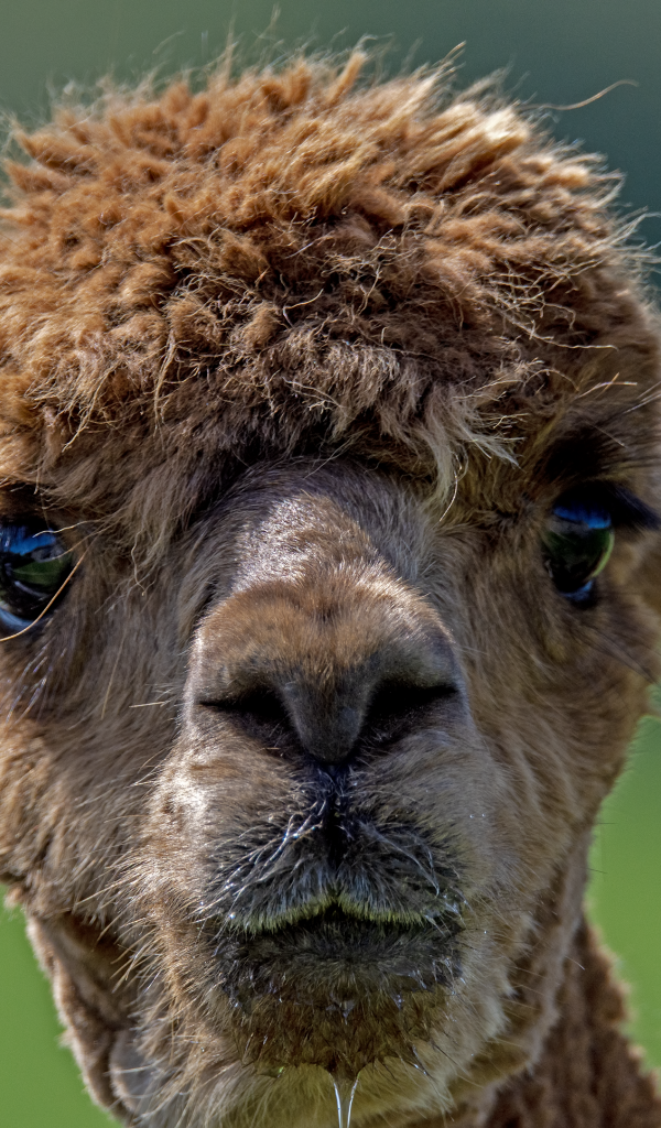 Морда альпаки крупным планом