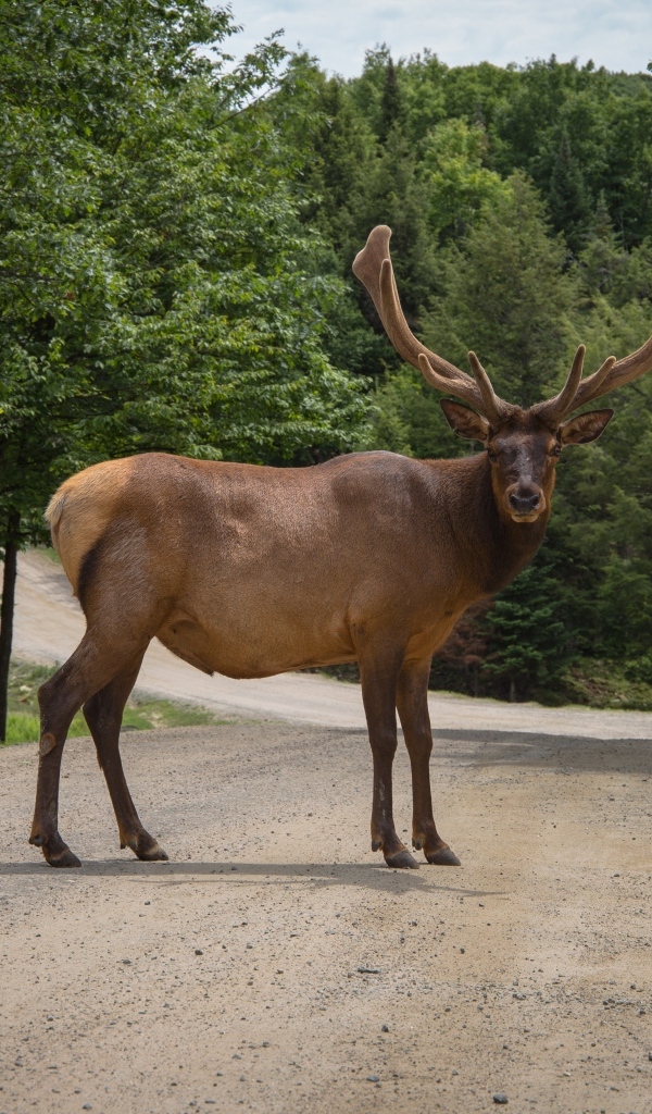Большой рогатый олень на дороге