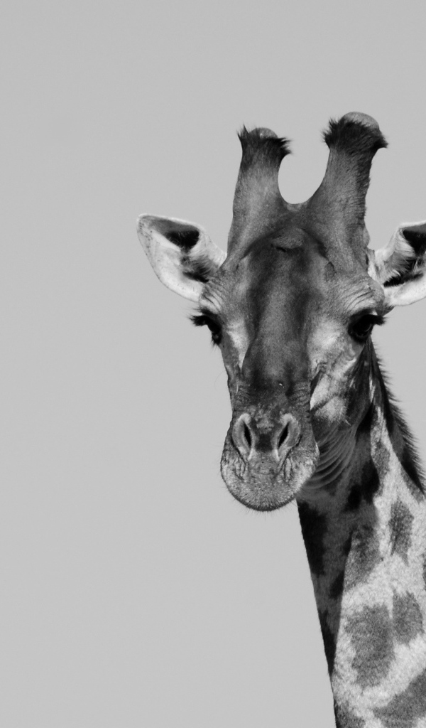 Большой жираф на сером фоне 