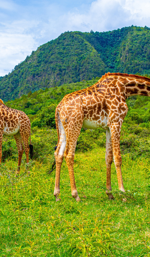 Большие жирафы гуляют в саванне