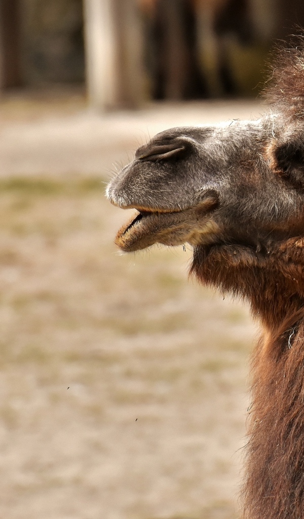 Большой лохматый верблюд в зоопарке