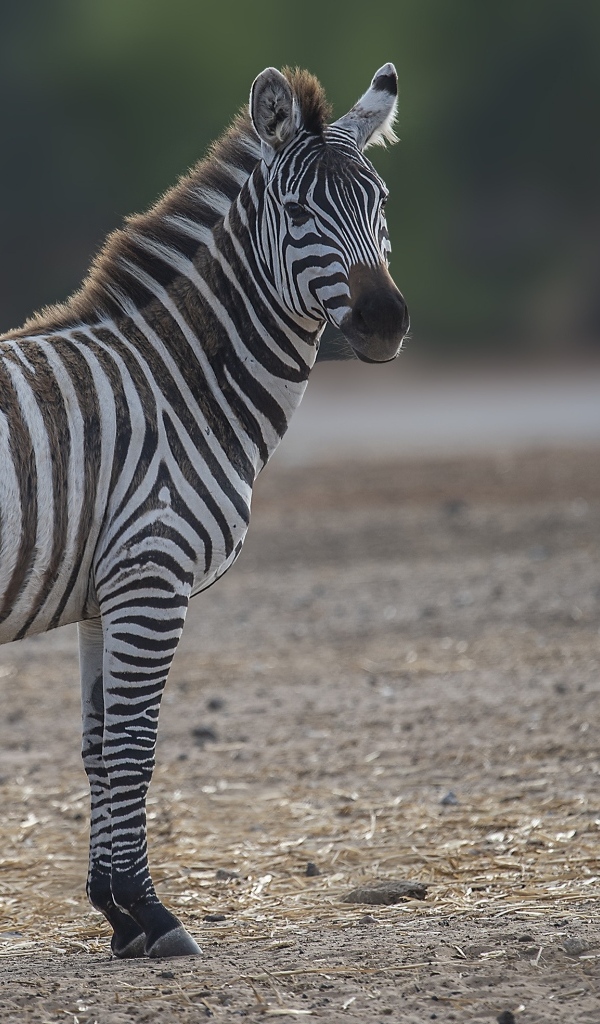 Большая полосатая зебра на земле