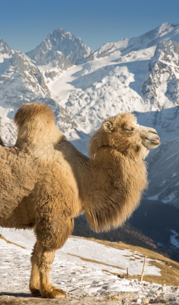 Верблюд в лучах солнца в заснеженных горах