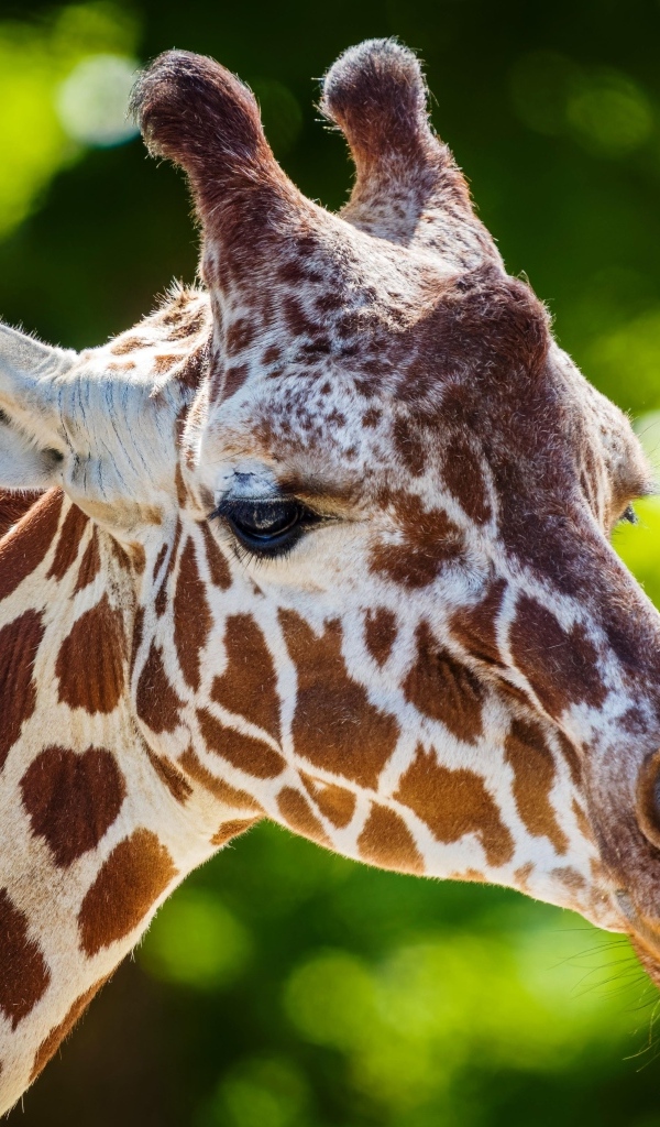 Морда пятнистого жирафа крупным планом