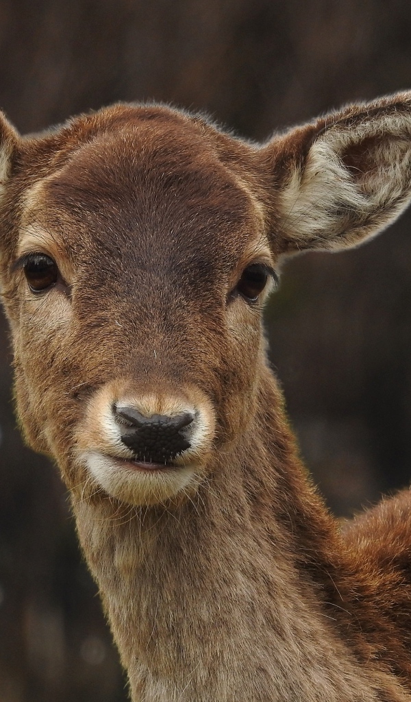 Милый олененок крупным планом