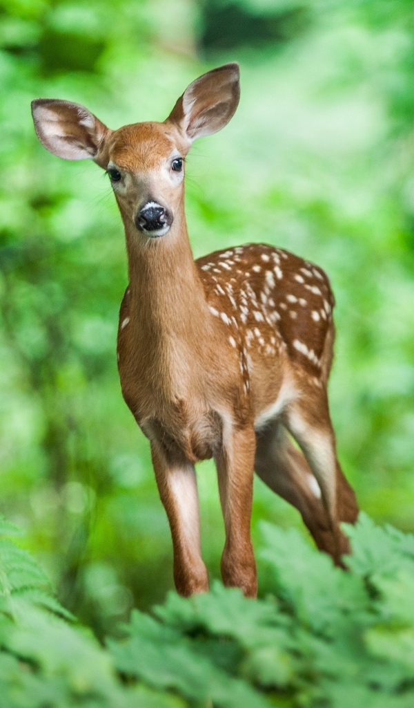 Милый пятнистый олененок в лесу