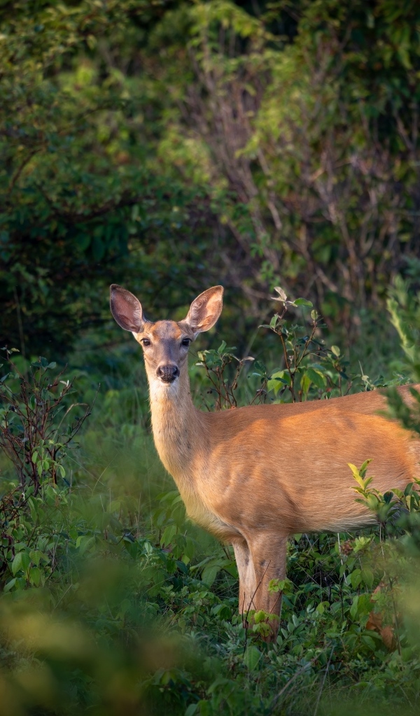 Олень стоит в зарослях в лесу