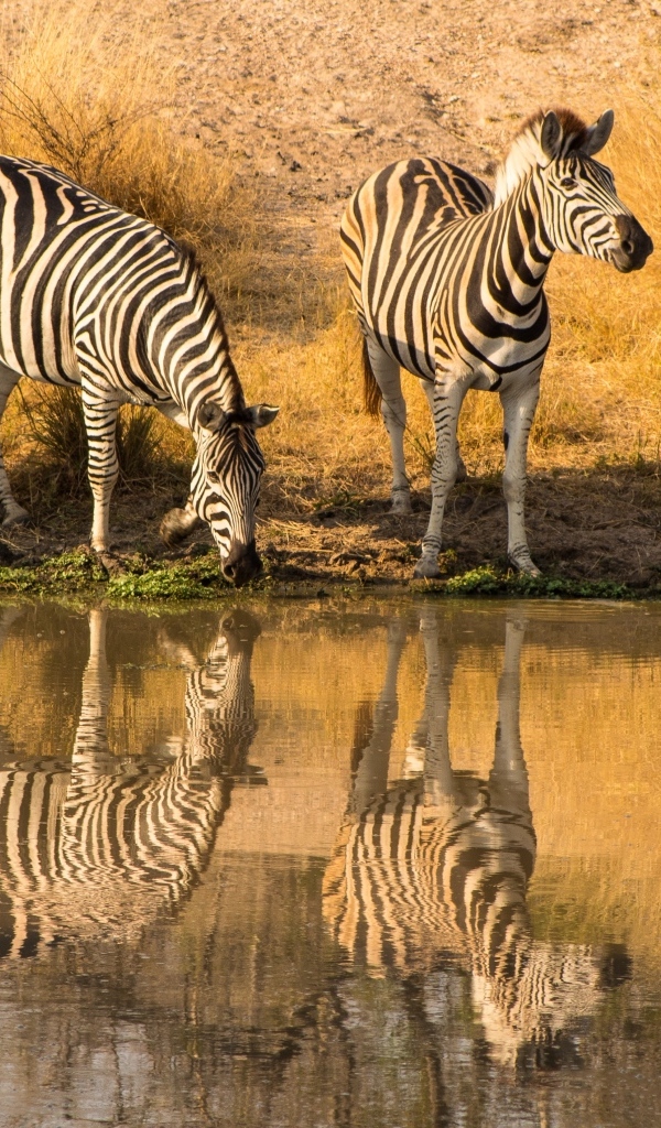 Четыре зебры у водопоя