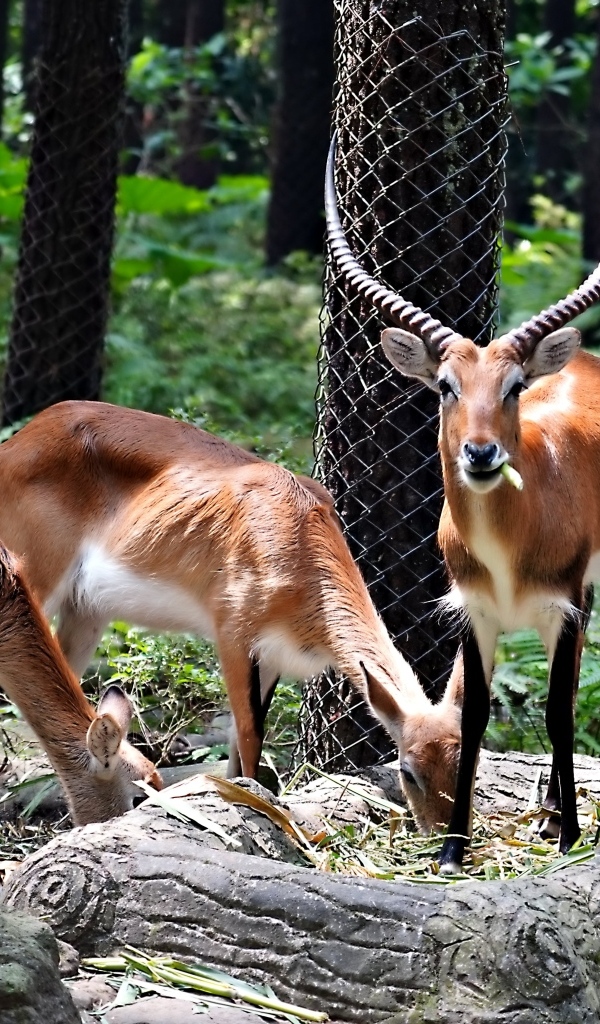 Газели в зоопарке