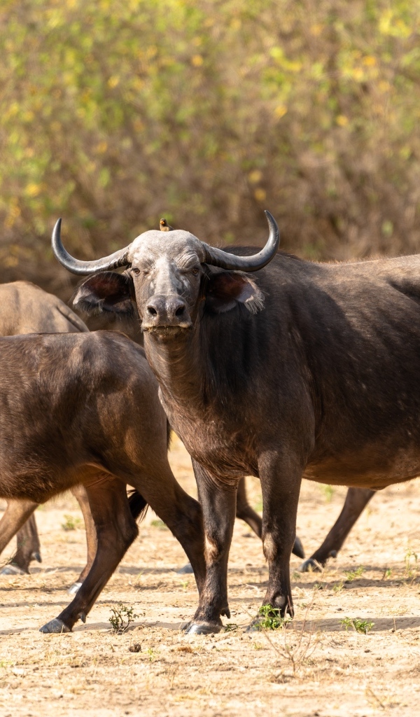 Стадо диких буйволов