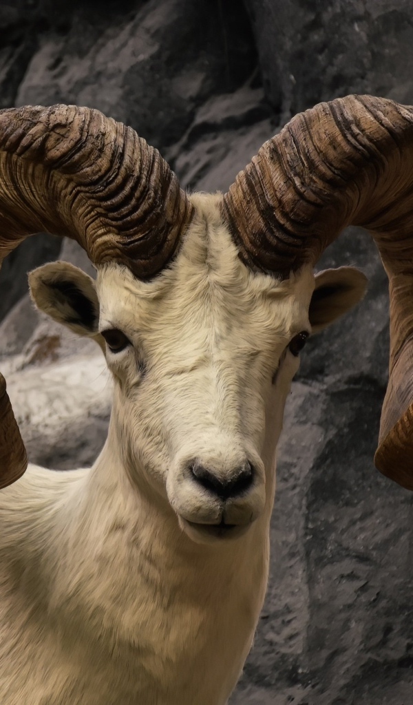 Большие закрученные рога горного козла