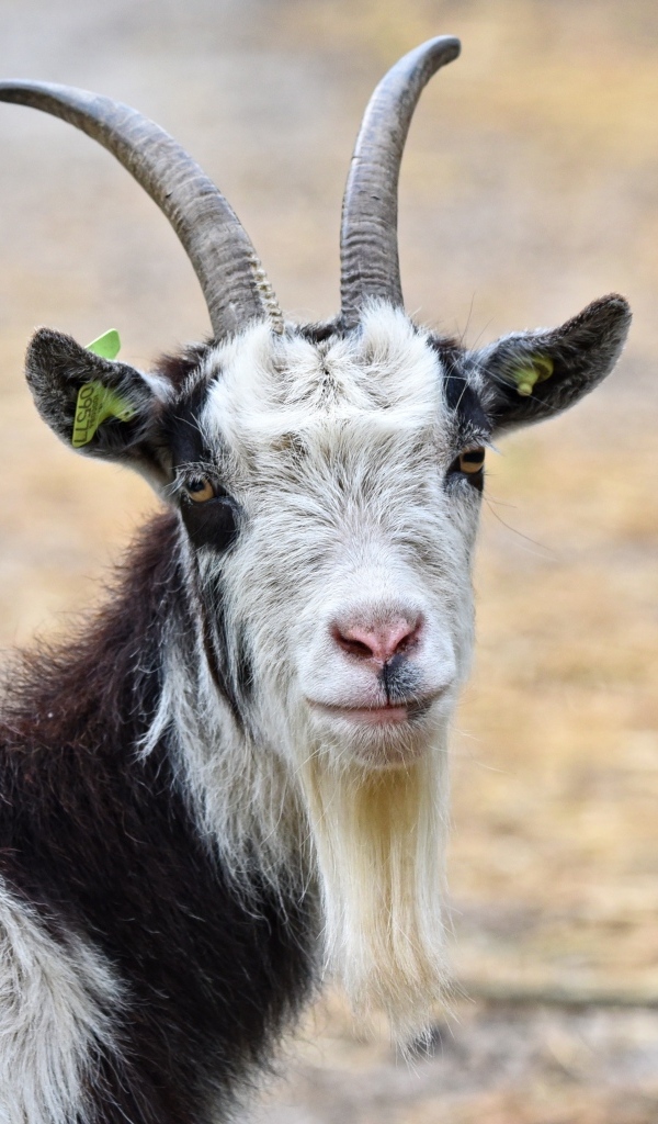 Большие рога у домашнего козла