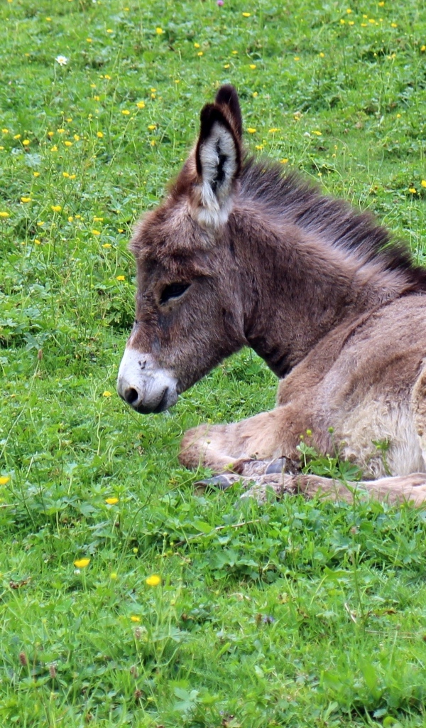 Маленький ослик лежит на зеленой траве