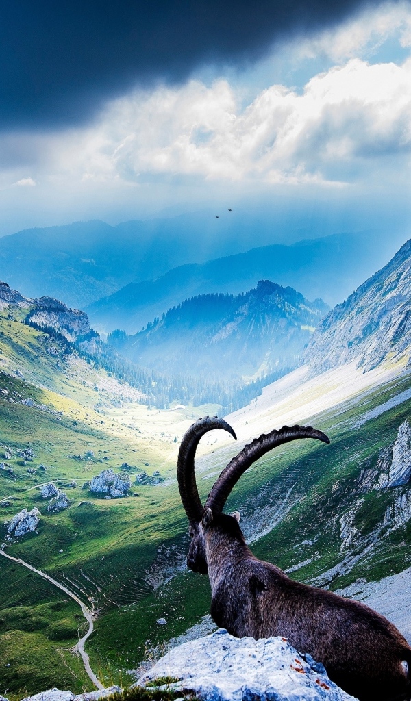 Козел смотрит на высокие горы