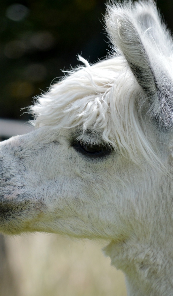 Голова белой ламы крупным планом