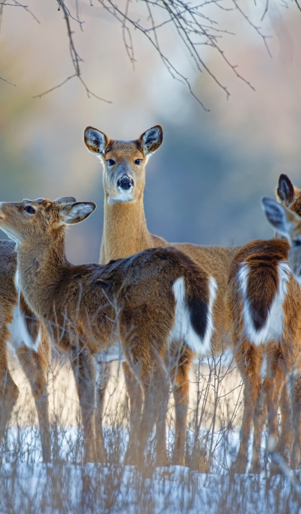 Стадо оленей зимой