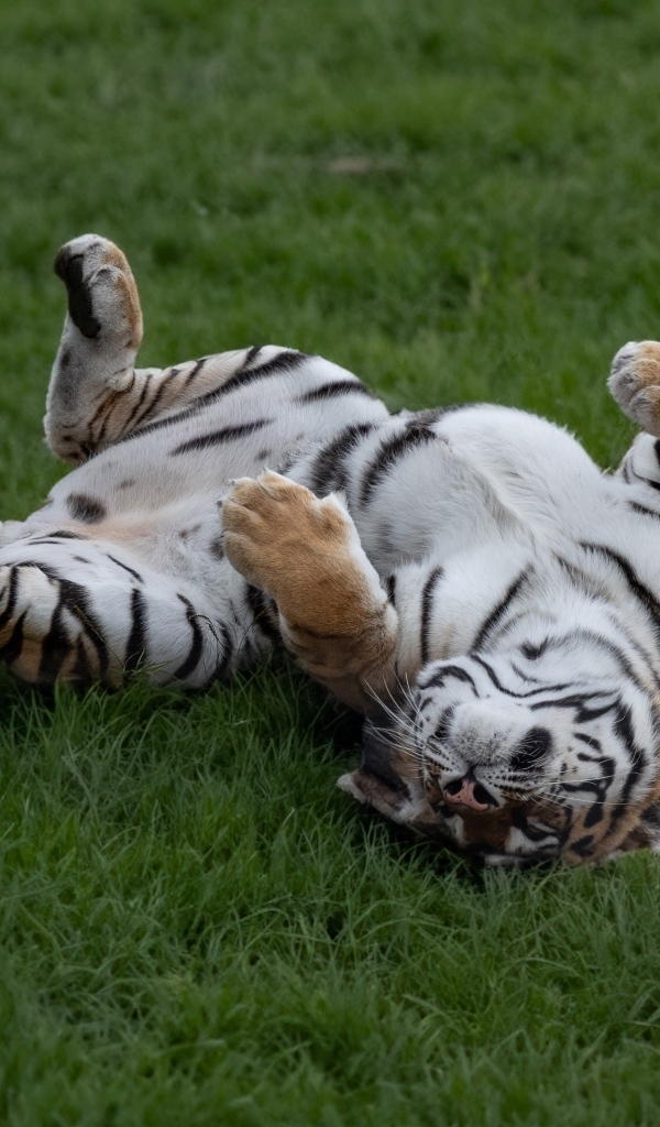 Большой полосатый тигр спит на зеленой траве