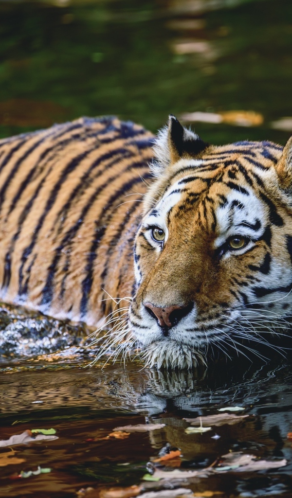 Большой полосатый тигр плывет по воде