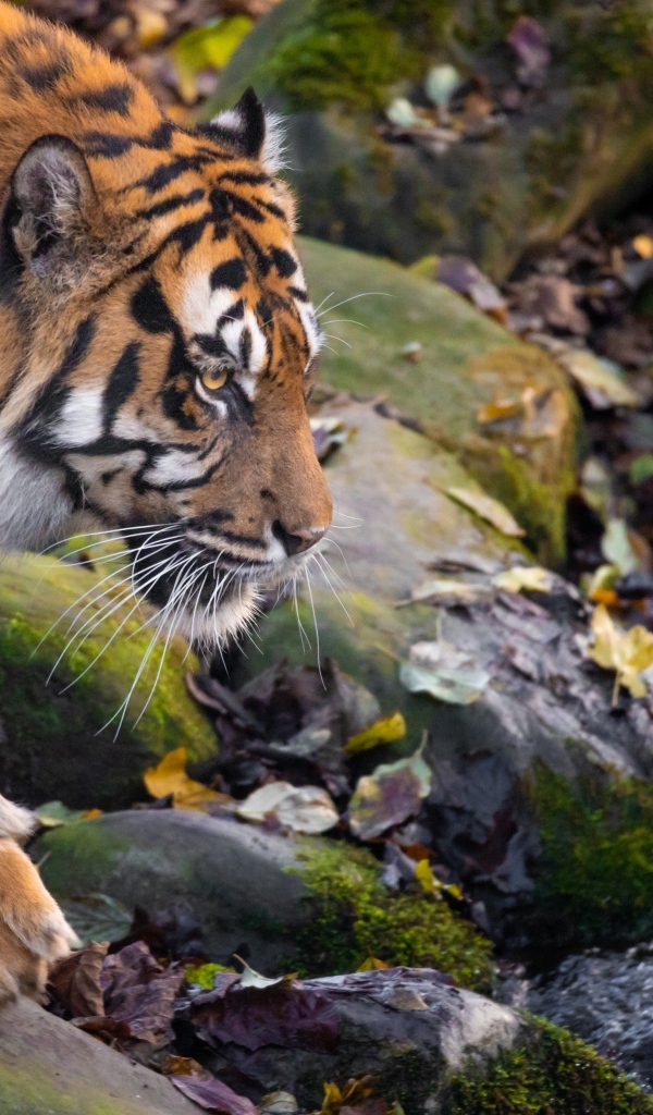 Большой полосатый тигр идет к воде