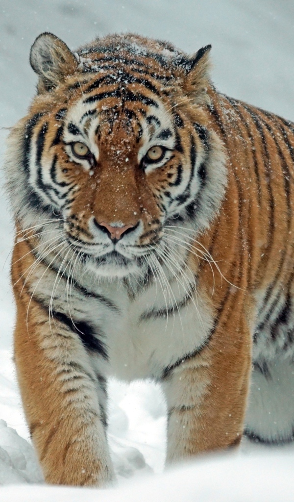 Большой полосатый тигр идет по снегу