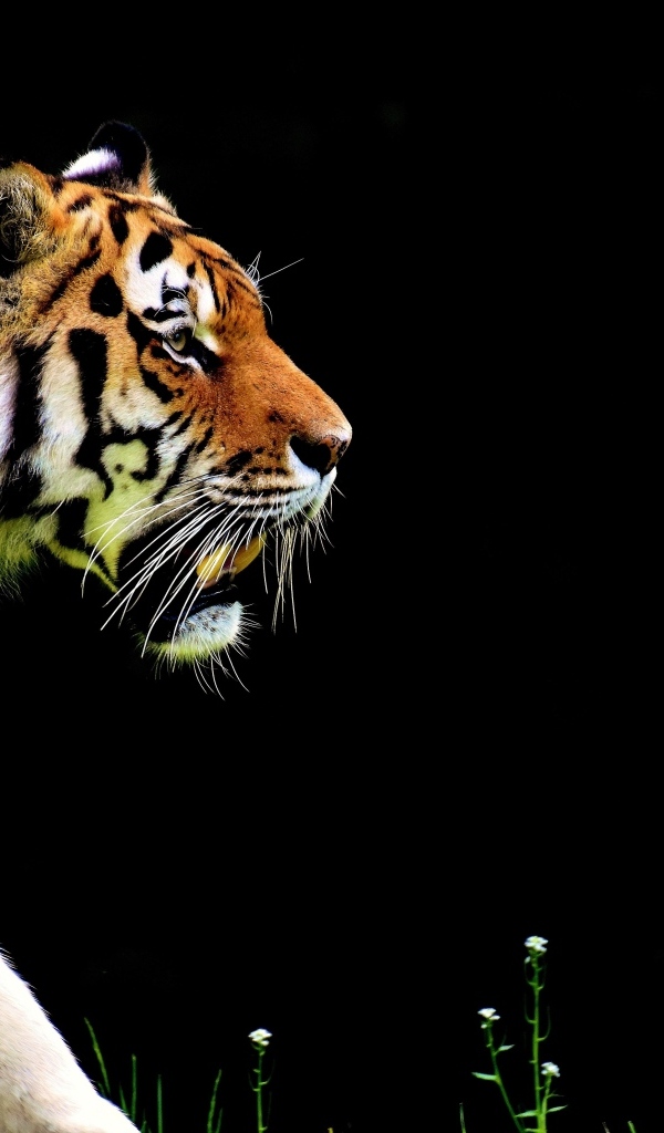 Большой тигр на черном фоне 