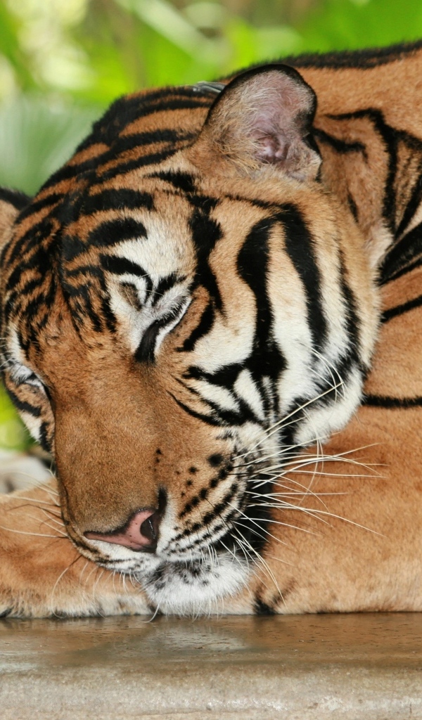 Большой полосатый спящий тигр