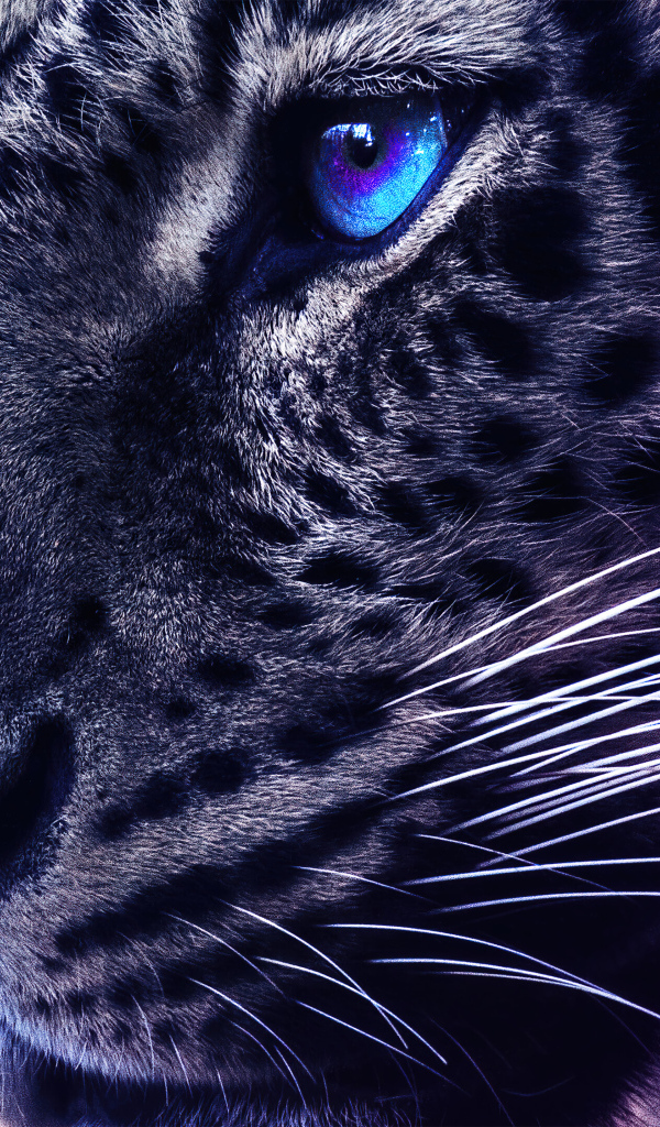 Голова леопарда с голубыми глазами